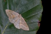 Hylaea fasciaria
