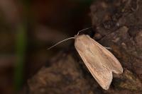 Mythimna unipuncta