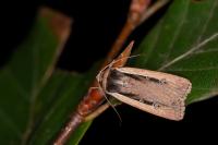 Ochropleura leucogaster