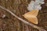 Rhodometra sacraria