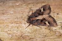 Trigonophora flammea