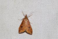 Udea ferrugalis