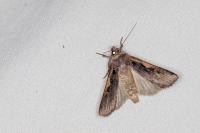 Xestia c-nigrum