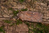 Xestia xanthographa