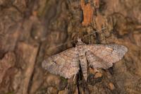 Gymnoscelis rufifasciata