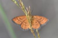 Idaea flaveolaria