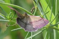 Phytometra viridaria