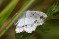 Scopula ornata