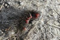 Arctia villica