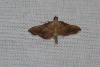 Endotricha flammealis