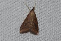 Udea ferrugalis