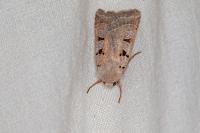 Eugnorisma glareosa