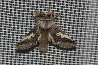 Diloba caeruleocephala