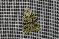 Griposia aprilina