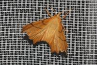 Ennomos erosaria