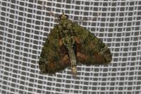 Chloroclysta siterata
