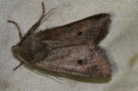 Leptologia lota