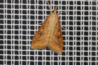 Udea ferrugalis