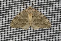 Epirrita
