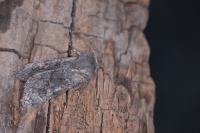 Aporophyla lueneburgensis