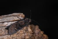 Aporophyla nigra