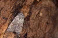 Aporophyla lueneburgensis