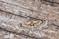 Eupithecia linariata/pulchellata/pyreneata