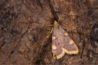Hypsopygia costalis