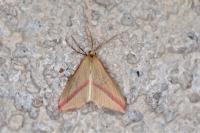 Rhodometra sacraria