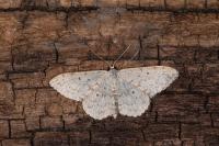 Scopula marginepunctata