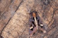 Trigonophora flammea