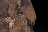 Anchoscelis lunosa