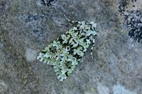 Griposia aprilina
