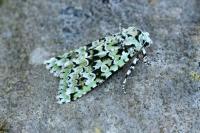 Griposia aprilina