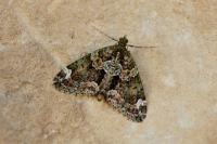 Chloroclysta siterata