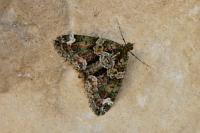Chloroclysta siterata