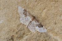 Idaea rusticata