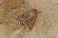 Helicoverpa armigera