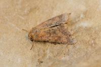 Helicoverpa armigera