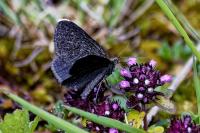 Odezia atrata