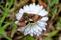 Panemeria tenebrata
