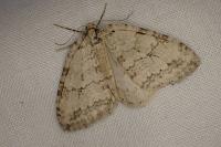 Epirrita