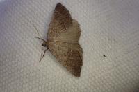 Pachycnemia tibiaria tibiaria