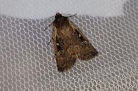 Xestia agathina