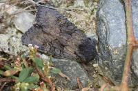 Aporophyla nigra