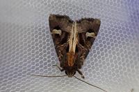 Trigonophora flammea