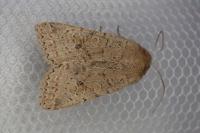 Propenistra laevis