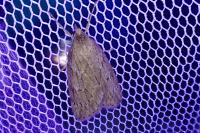 Pachycnemia hippocastanaria hippocastanaria