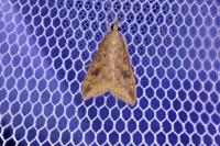 Udea ferrugalis