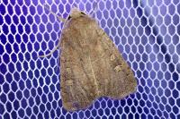Xestia xanthographa